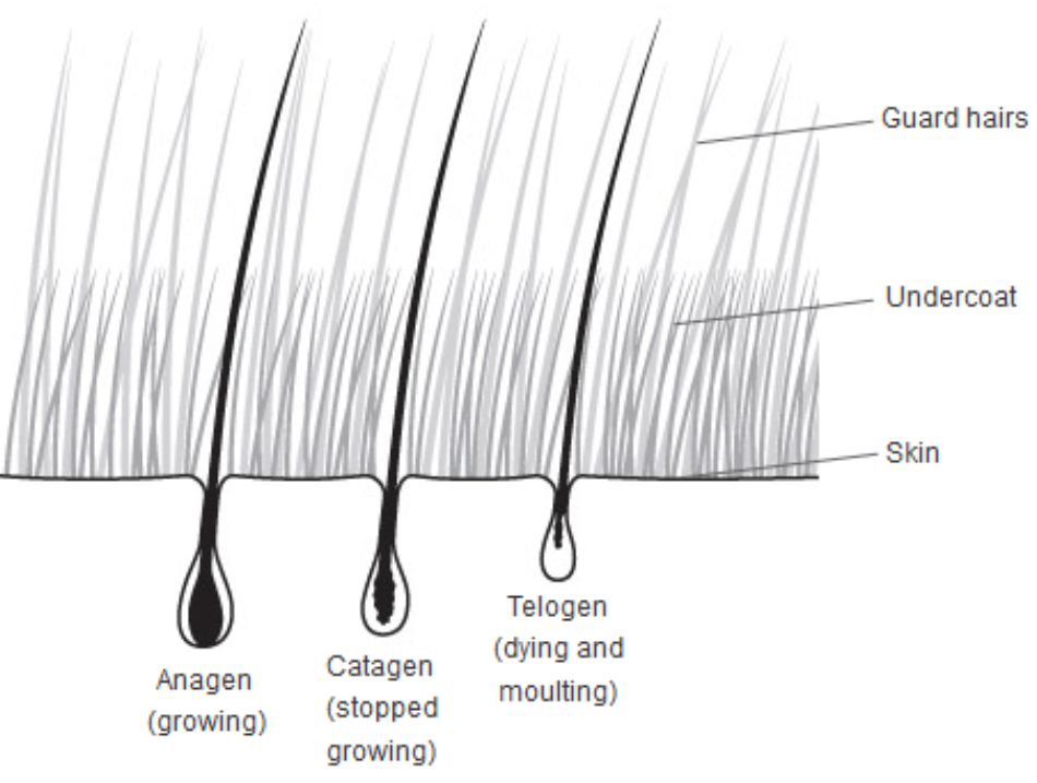 THE FIBERS PROPERTIES AND HISTORY OF USE Laora Guillerm